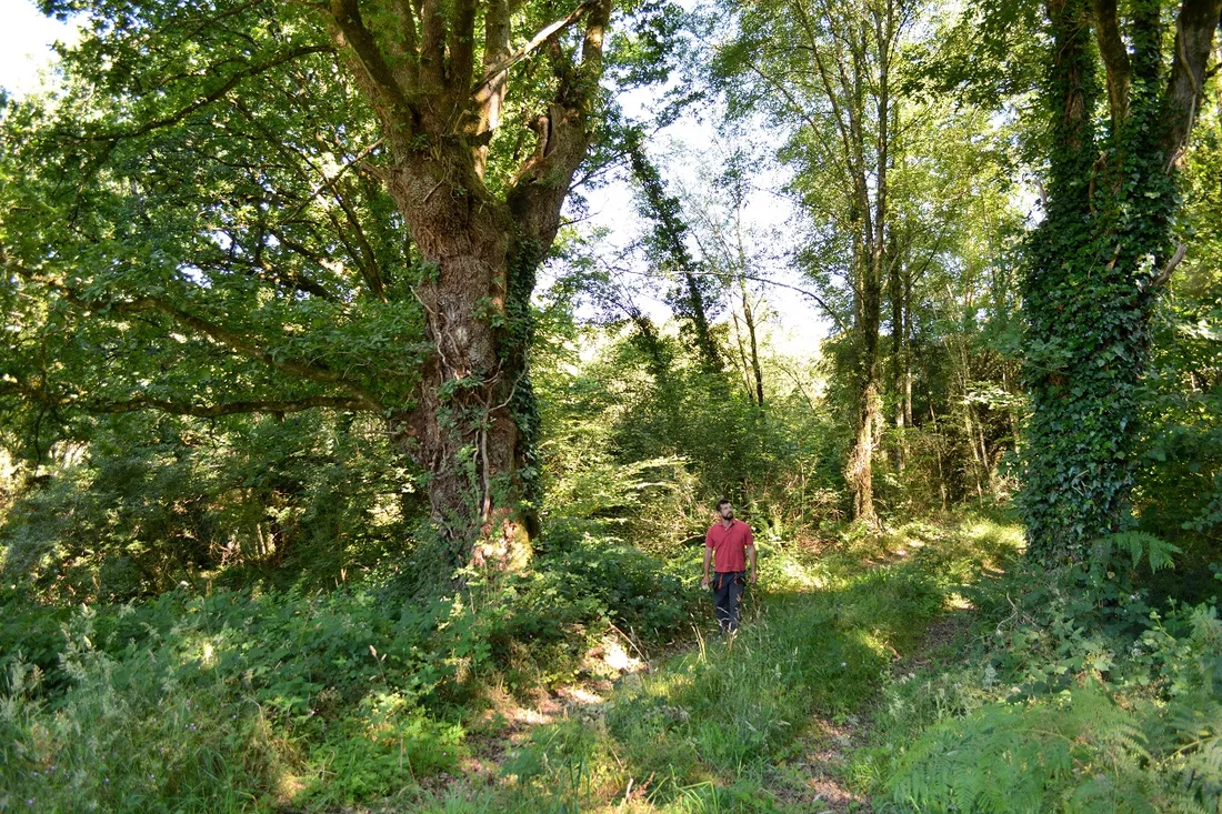 Vianney de la Brosse, fondateur d'EcoTree au Faouët