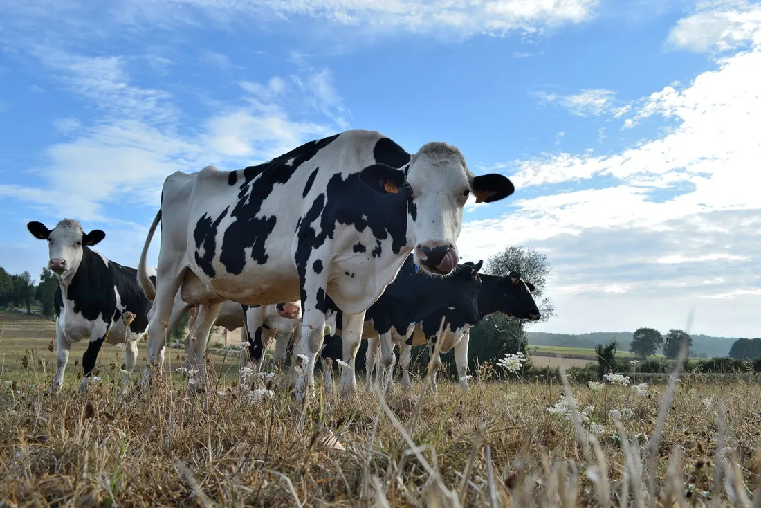 Elevage laitier à Sulniac (56)