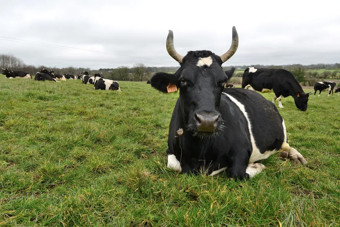 Vache de race pie noire