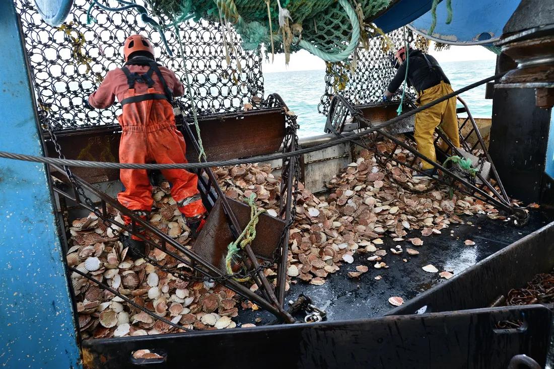 Fury Breizh - marée de coquilles 