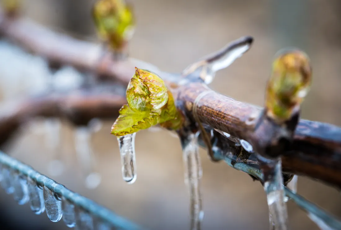 Vignes dans le froid