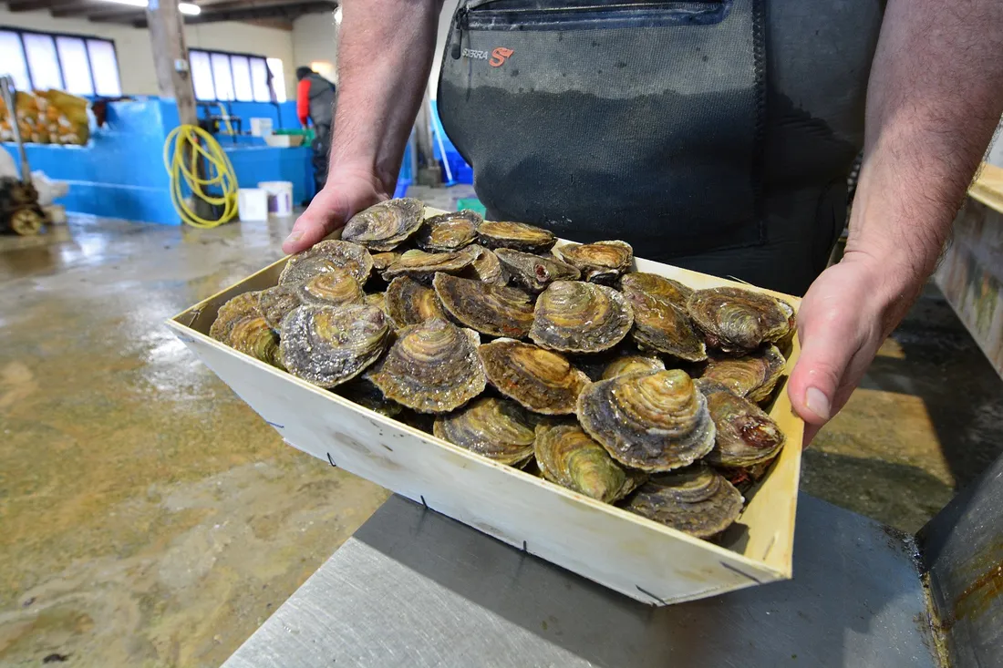 Huitres Ets Le Gal (décembre 2022)