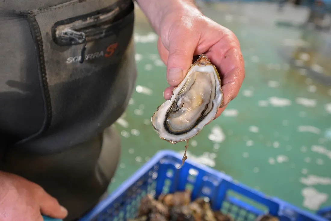 Huitres de Surzur (56)