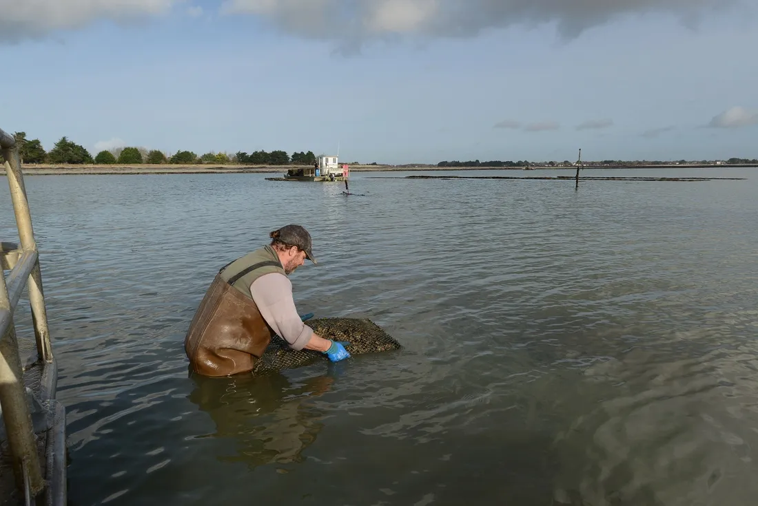 Parc à huitres à Sarzeau (56) 