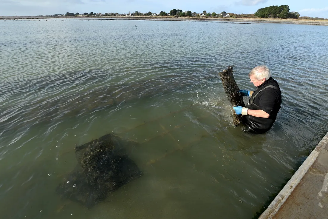 Philippe Le Gal, président du Comité national de la conchyliculture 