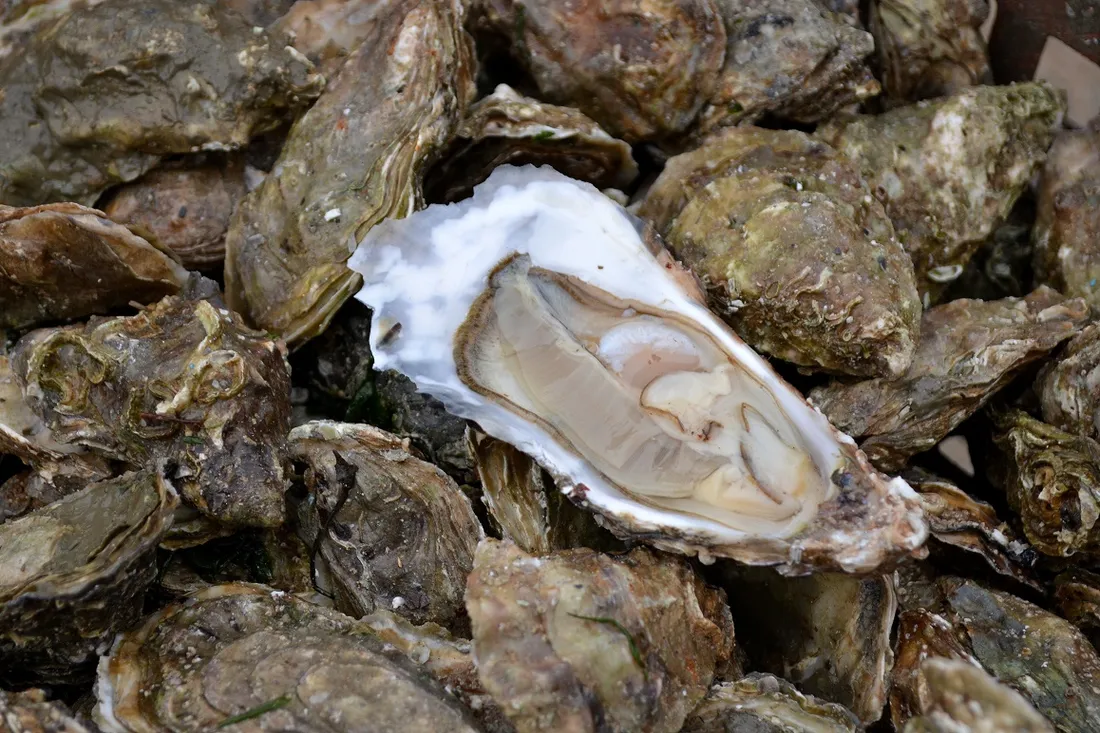 Huitre creuse - Larmor Baden décembre 2021