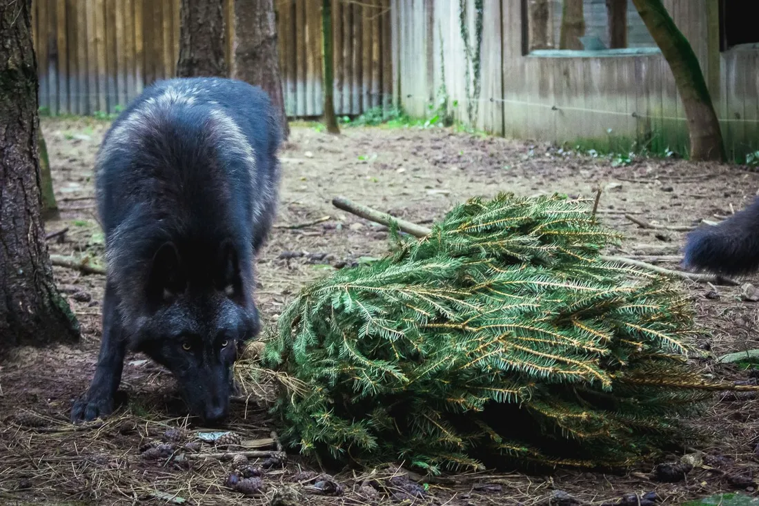 Les loups vont profiter de jouer avec les sapins