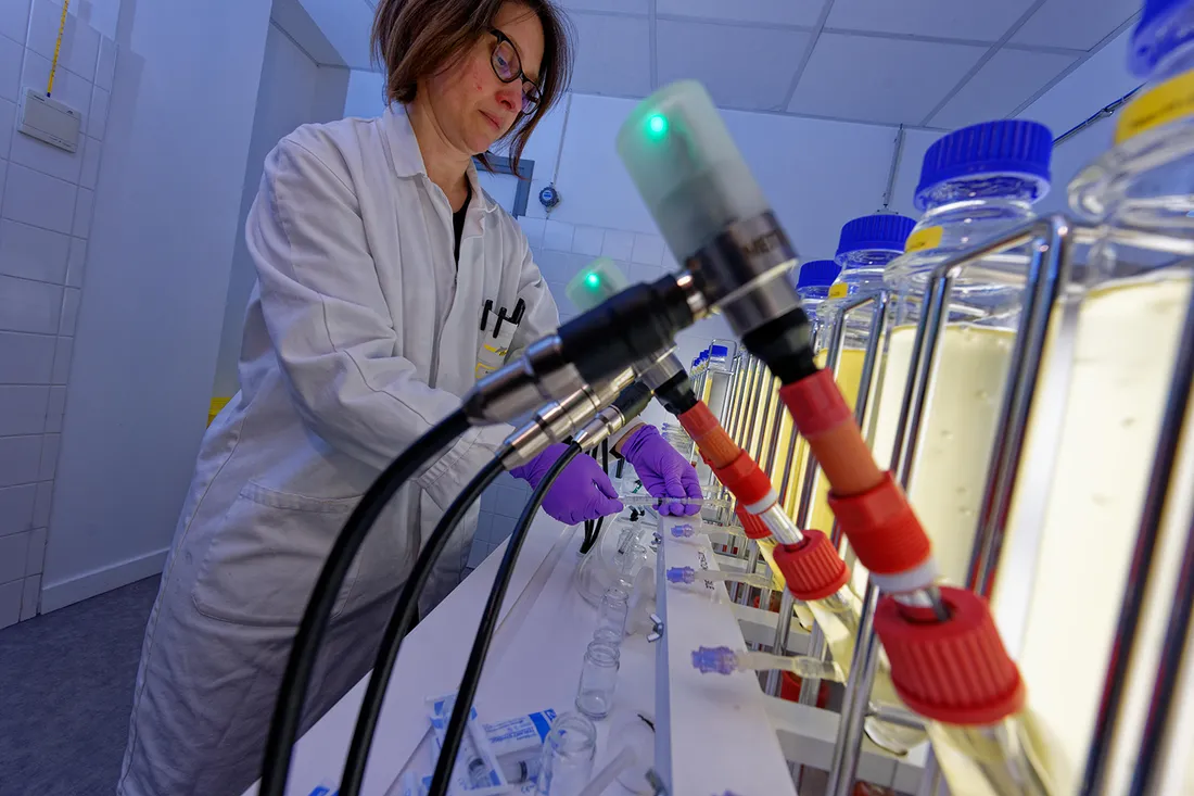 Les chercheurs de l'Ifremer ont étudié la micro algue