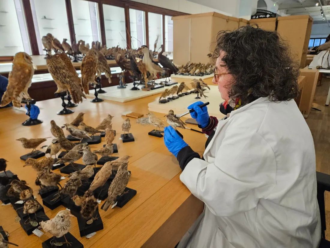 À Nantes, la baleine et les derniers trésors du Muséum prennent le ...