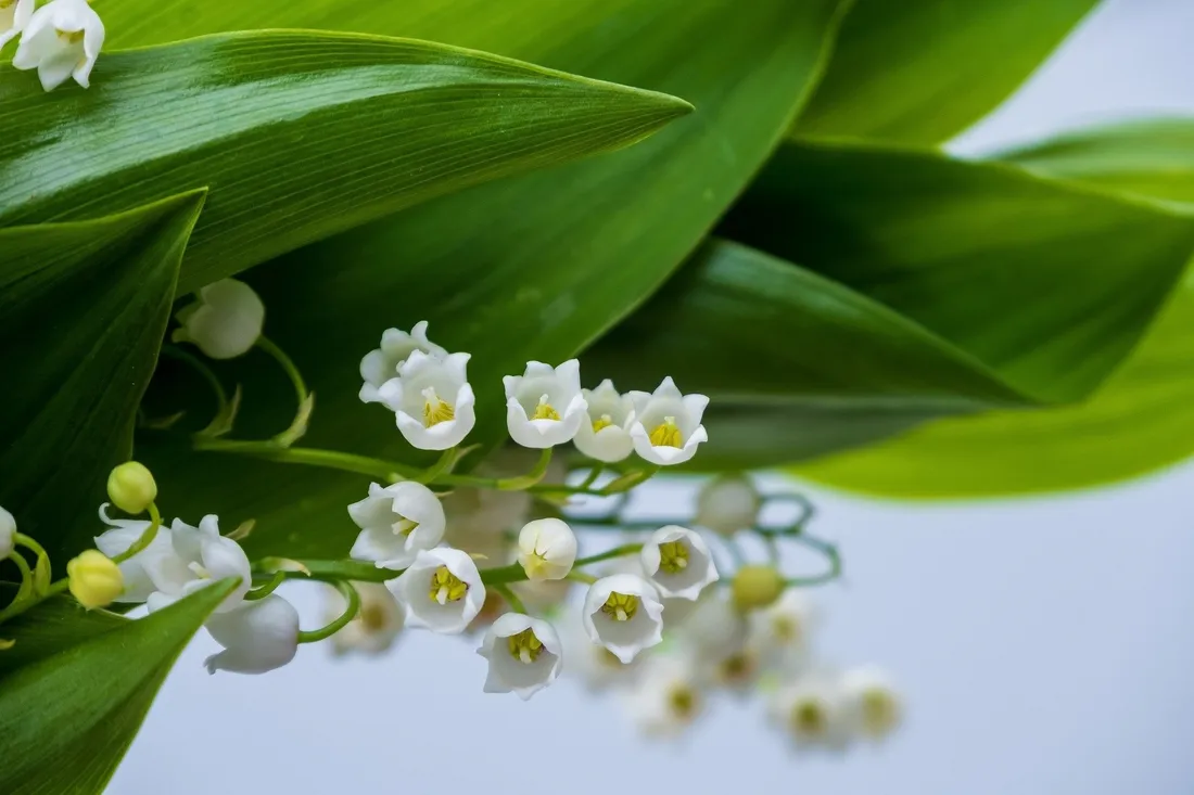 Muguet
