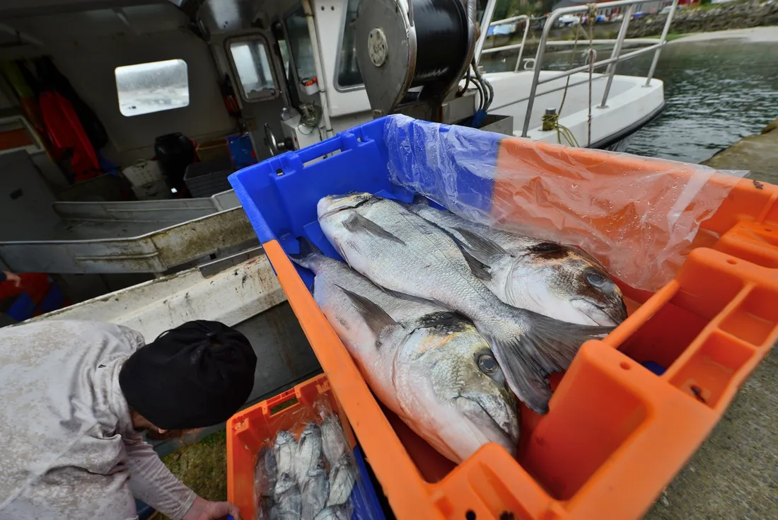 Les dorades débarquées du fileyeur