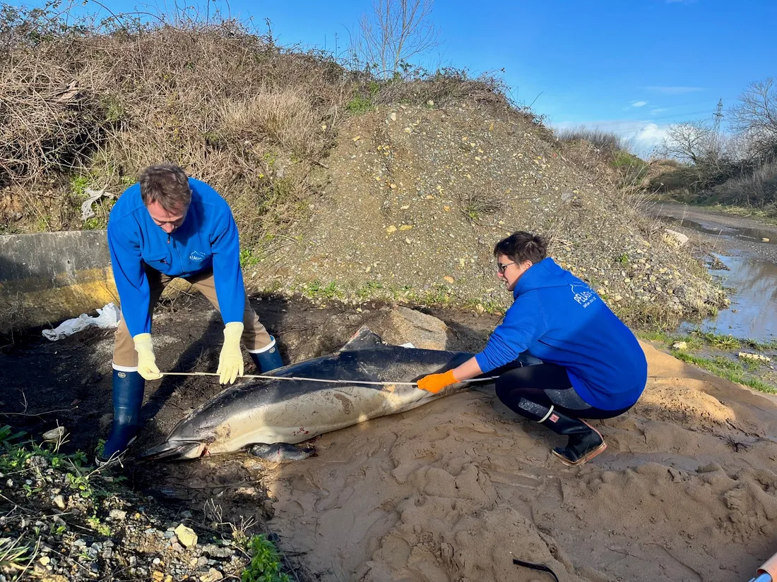 Pelagis en intervention en Vendée