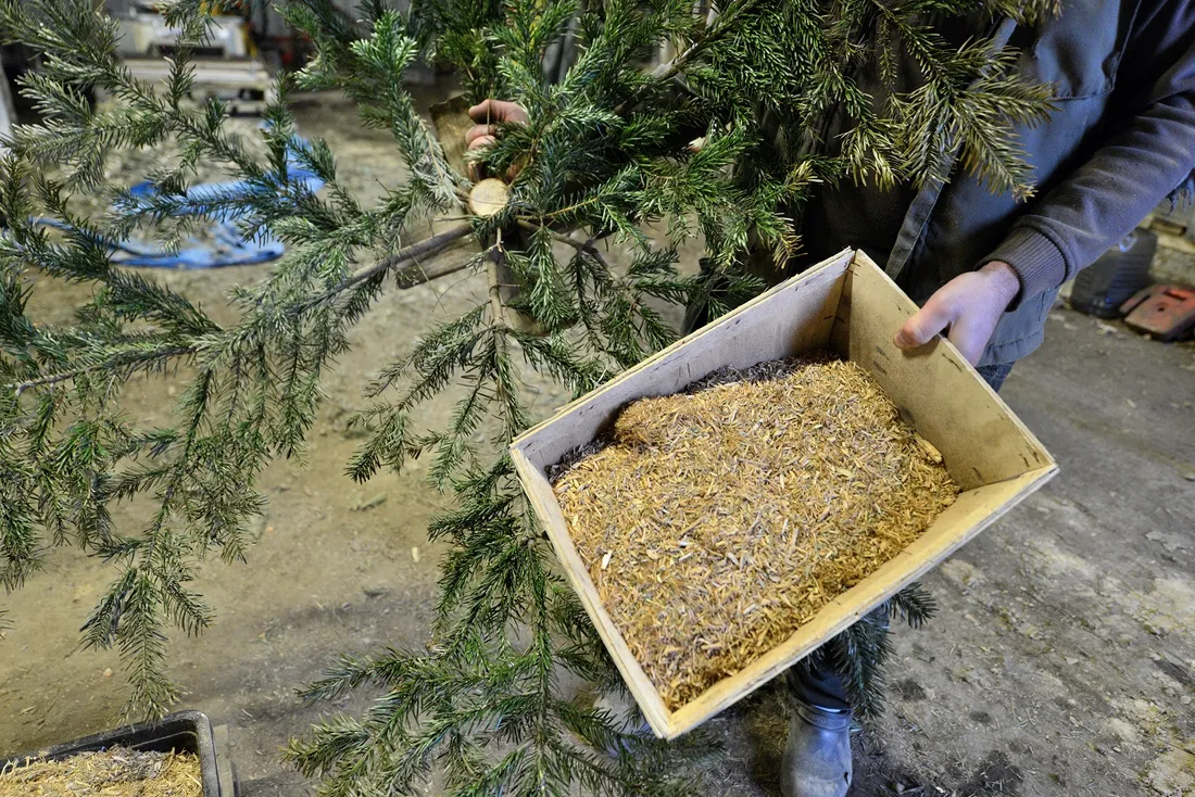 Des pellets faits maison