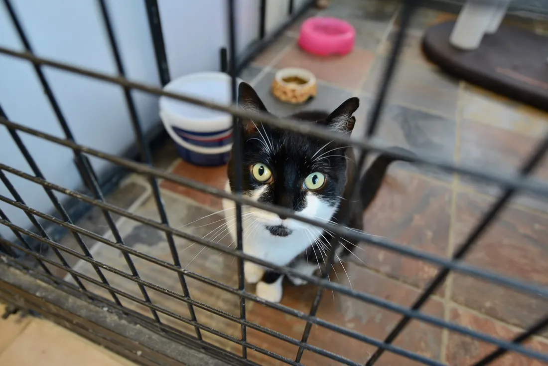 Pension féline et canine à Elven (56)