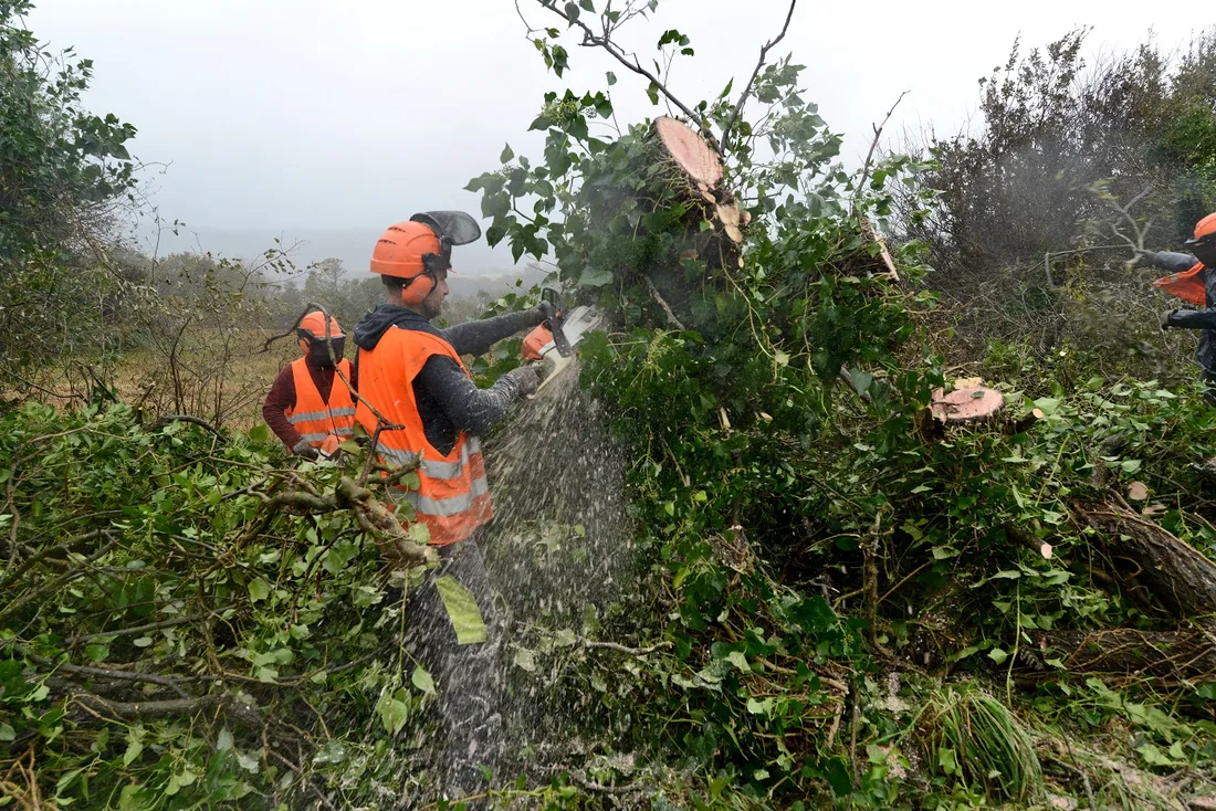 Bûcheronnage après la tempête Ciaràn