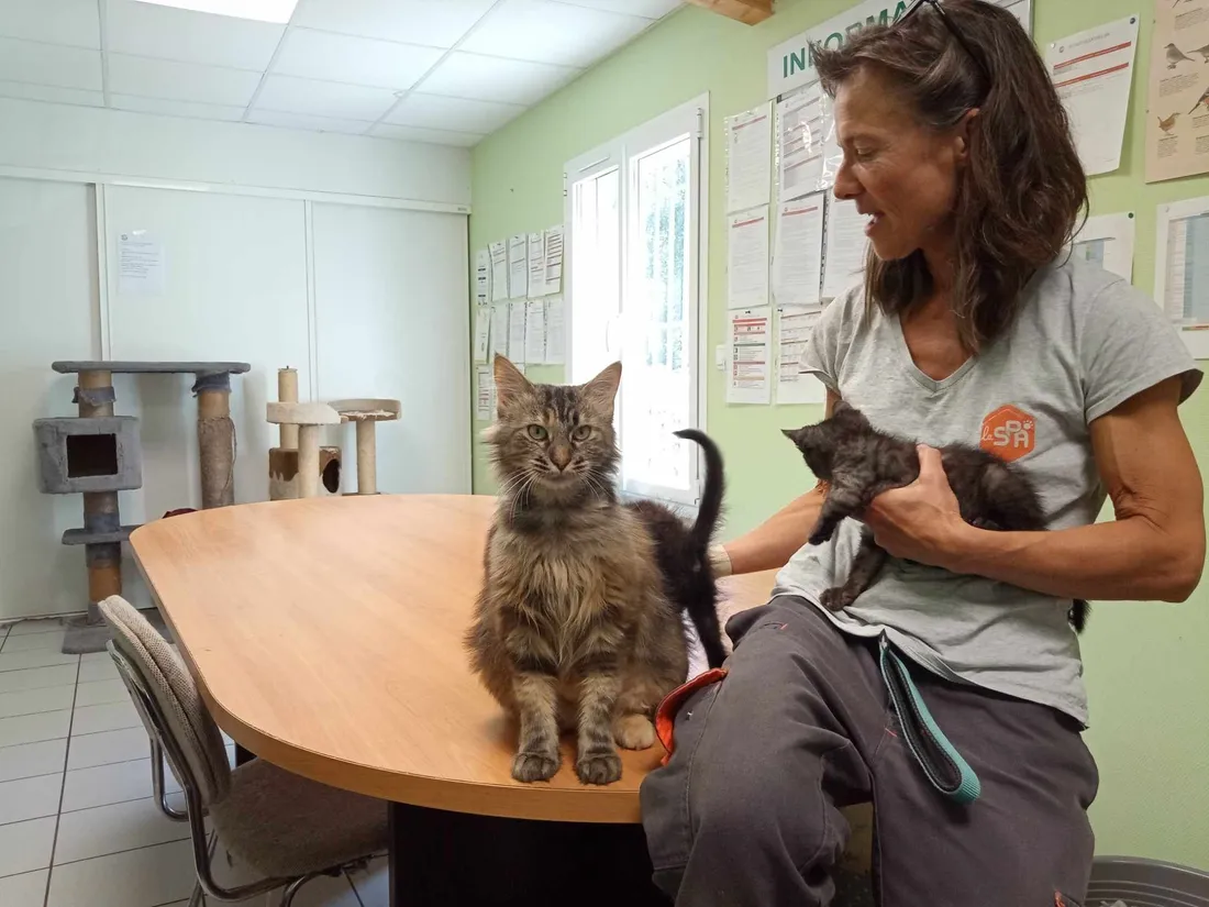 Hausse des abandons dans les SPA