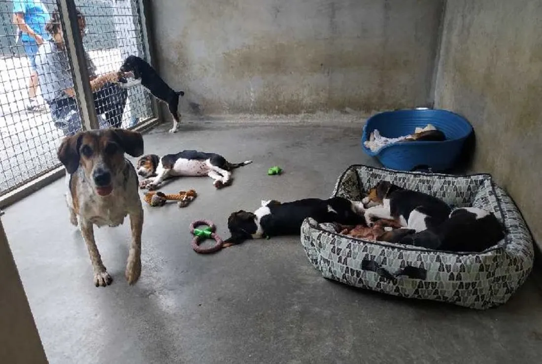 Le refuge SPA de Pornic 