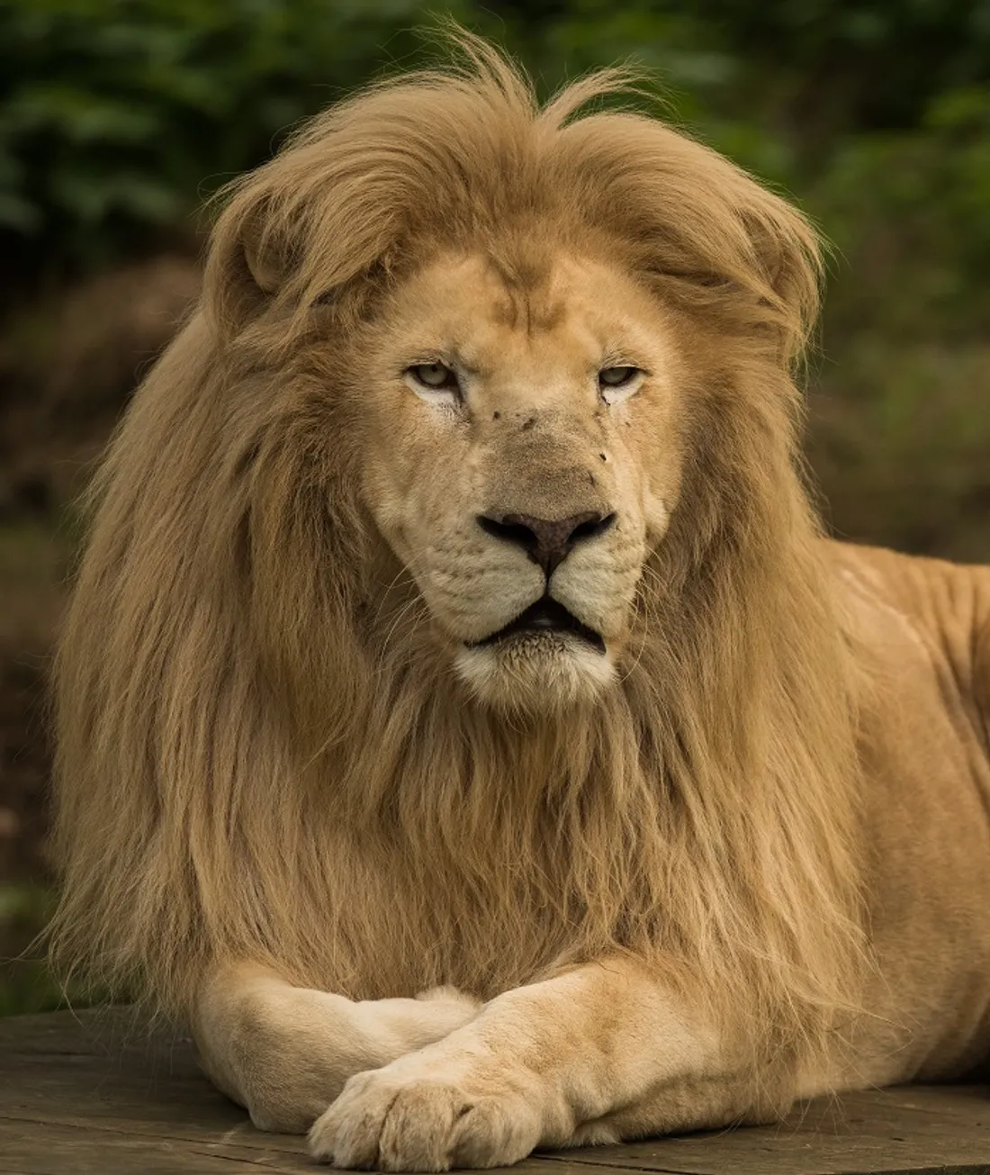 Lion safran 