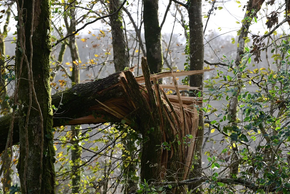 Tempête Ciaran - forêt de Landevennec