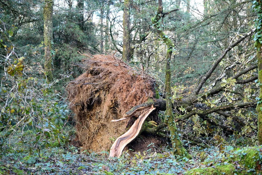 Forêt de Landévennec (29)