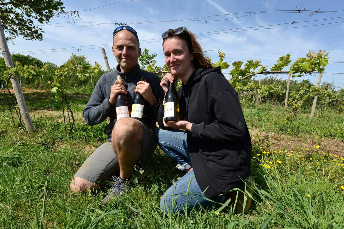 Vignes de Sarzeau (56)