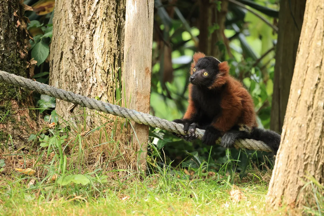 Le Vari Roux Masoana