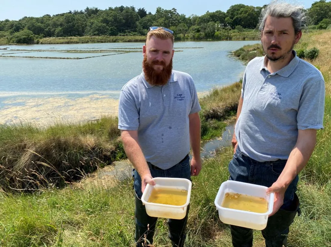 Les agents de régulation de moustiques pour Cap Atlantique