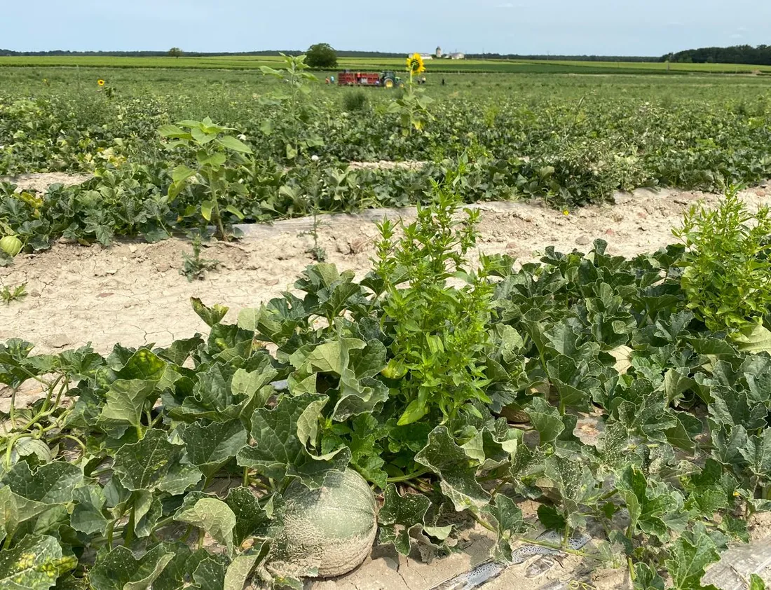 Champ de melons