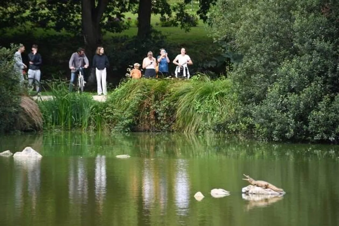 Le crocodile sur son rocher