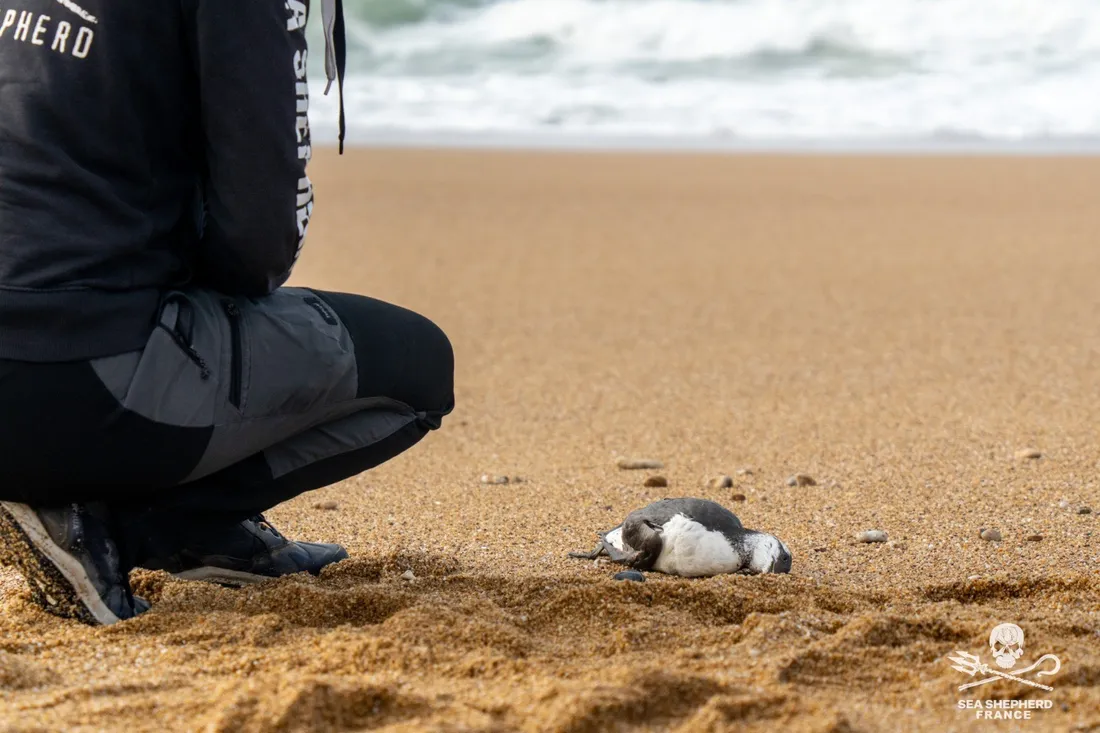 Oiseaux marins retrouvés mort dans l'Ouest