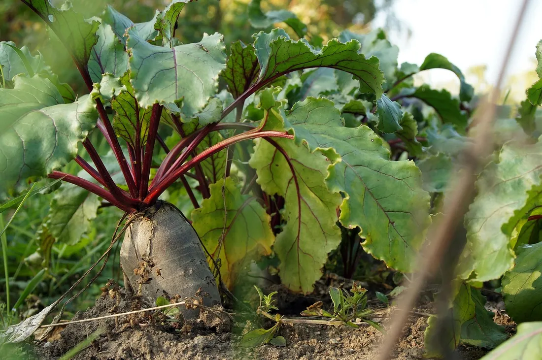 Beet cultivation