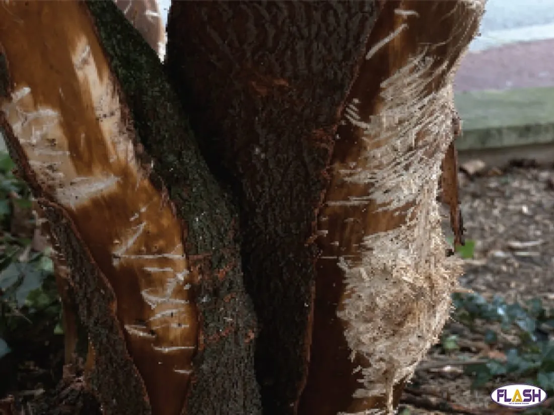 Arbres abîmés 2 octobre 2024