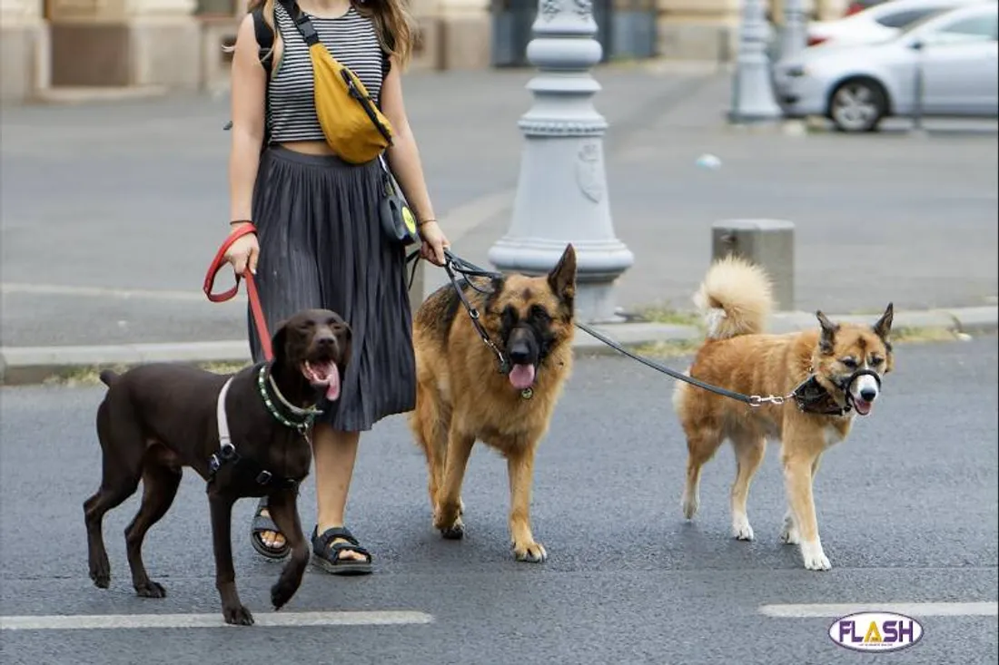 Chiens Limoges - 18-04-2024 FLASH FM