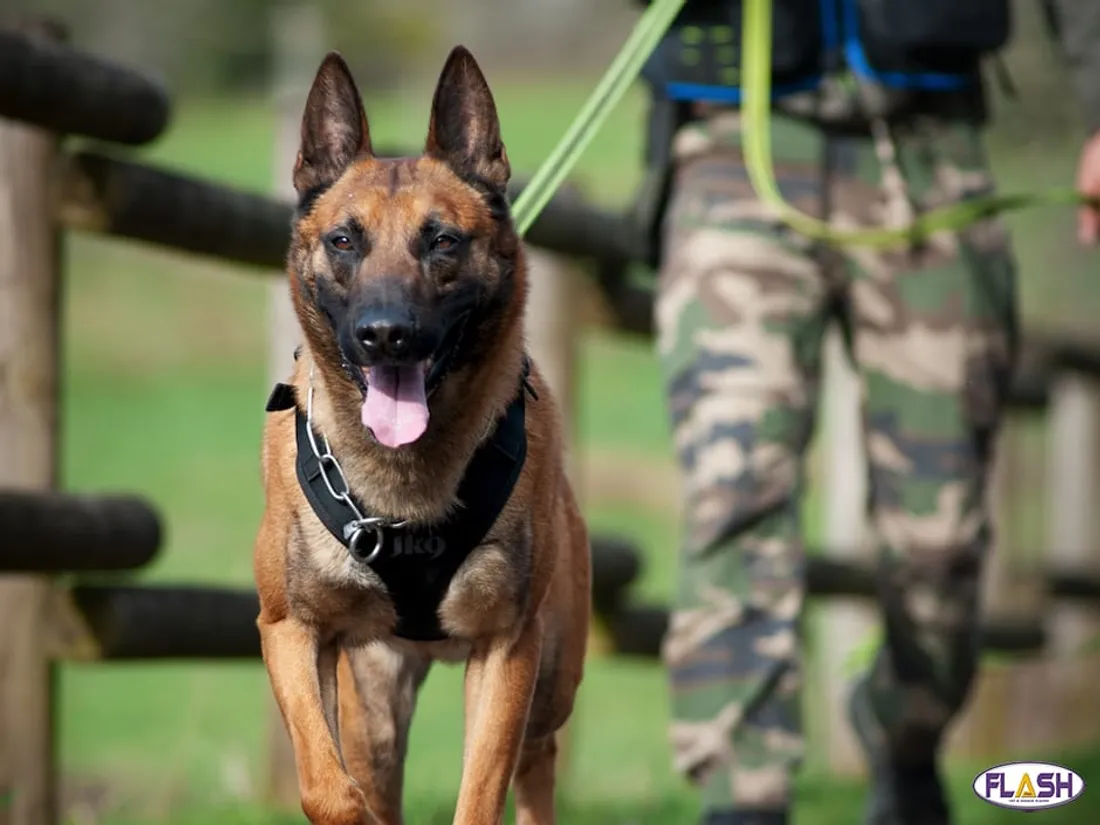 Gendarmerie 11 décembre 2024