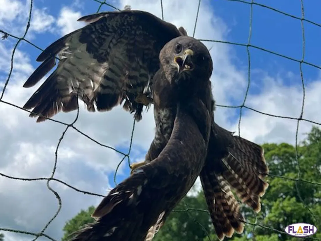 Gendarmerie Chaillac-sur-Vienne Haute-Vienne Limoges sauvetage buse SOS Faune Sauvage