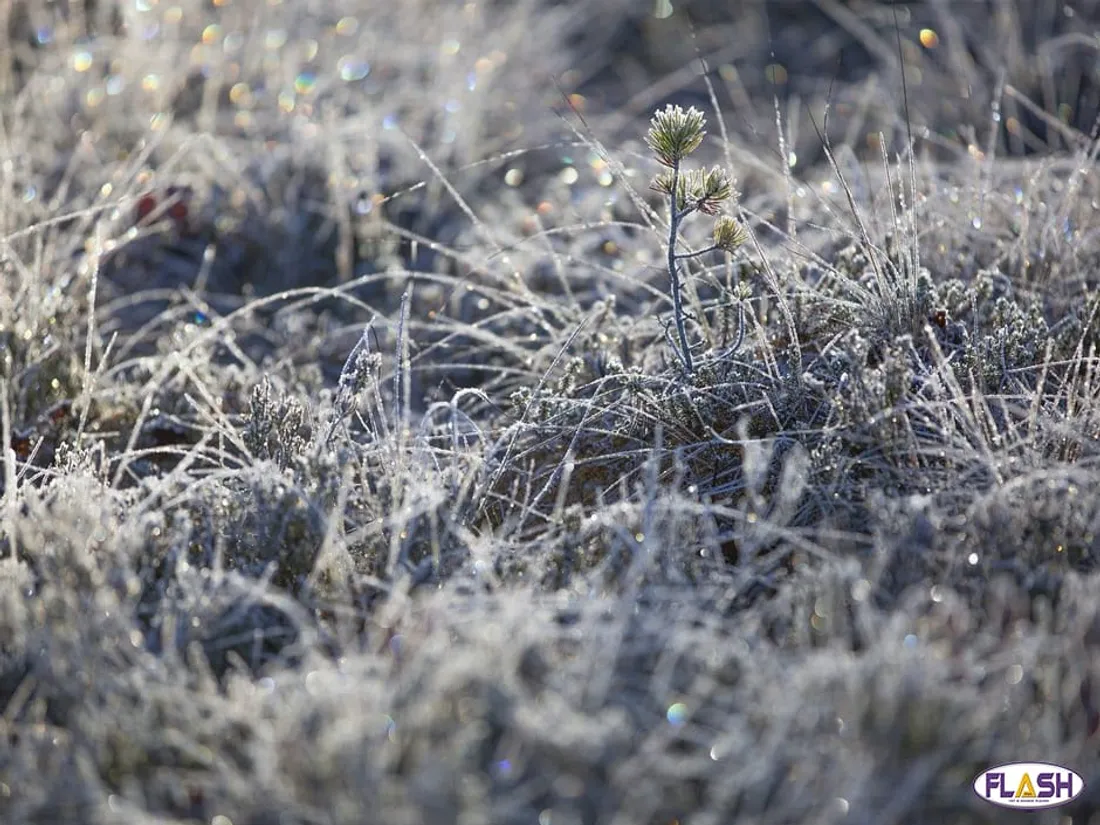 Grand Froid 14 janvier 2024
