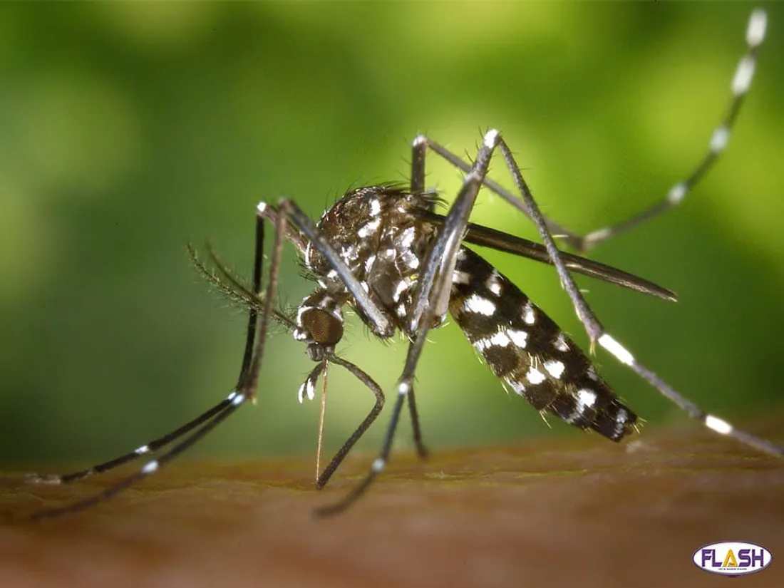 moustique tigre limoges lutte prolifération Haute-Vienne Nouvelle-Aquitaine