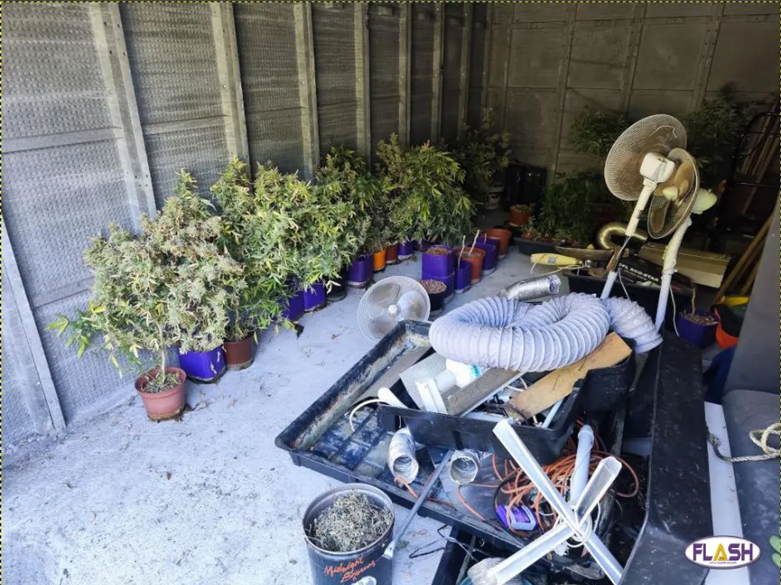 42 pieds de cannabis saisis à Bort les Orgues par les Gendarmes ©Gendarmerie de la Corrèze