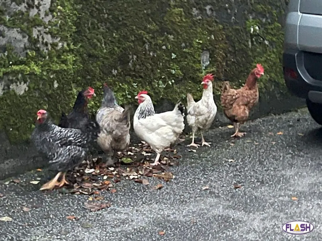 Poules disparues Tulle 281124