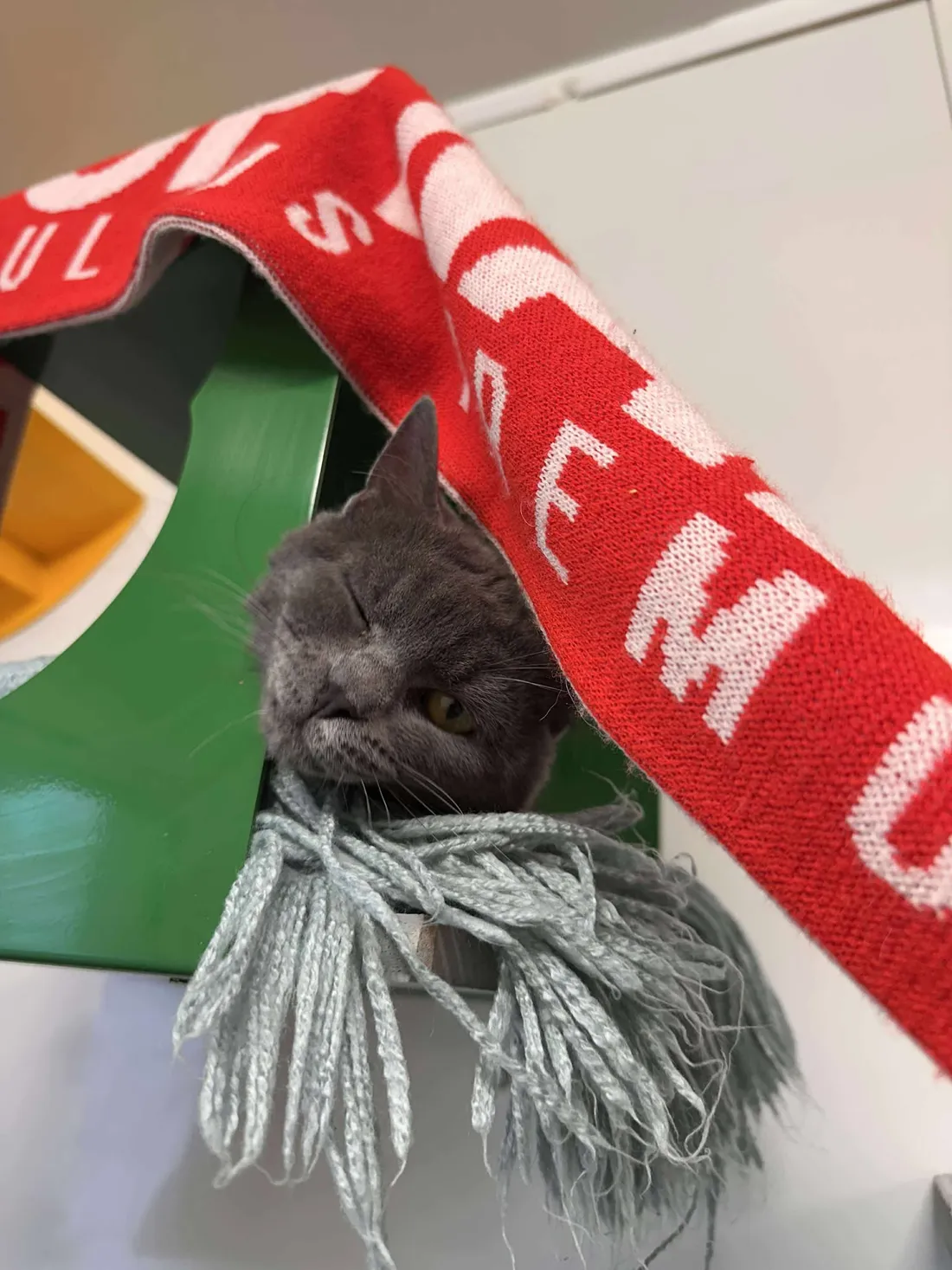 Chats, chiens, NAC, ils comptent sur vous