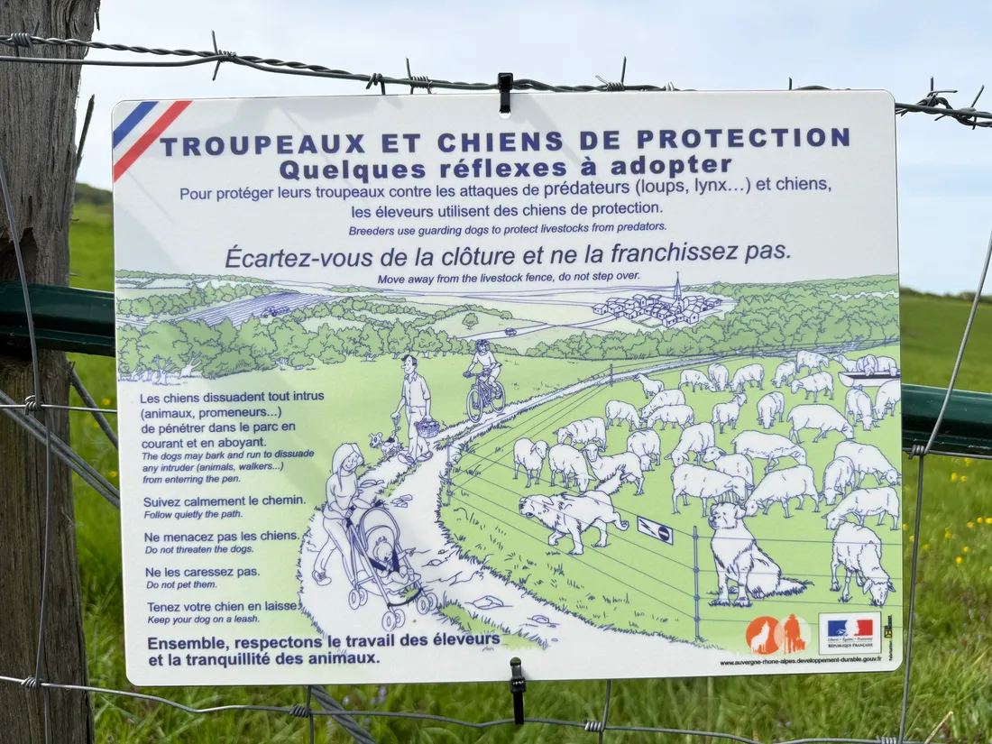 Les chiens de protection ne doivent pas être approchés ou dérangés