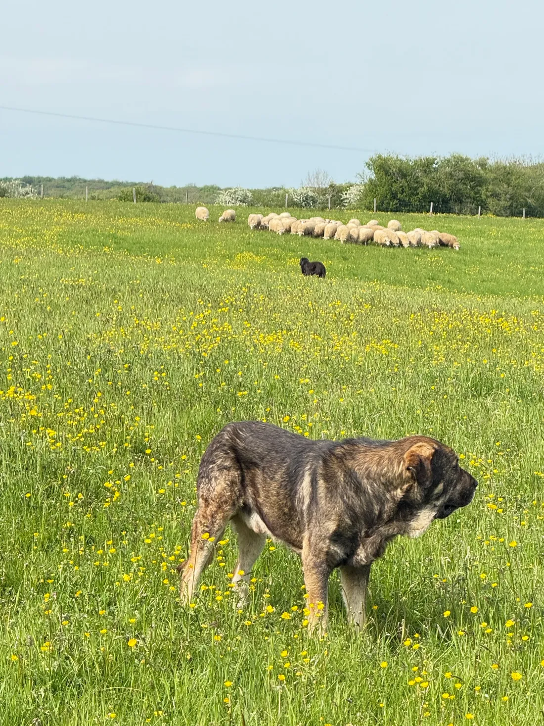 Un troupeau de brebis dans le Bassigny protégé par des chiens de protection