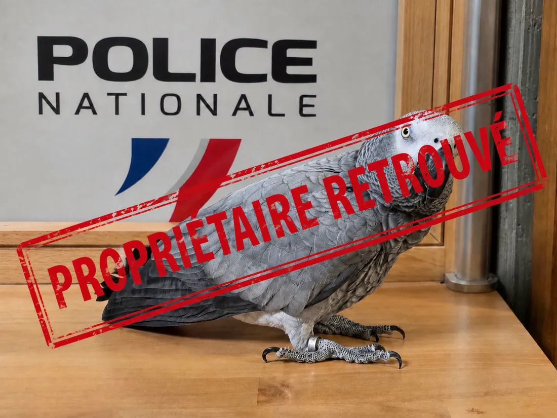 Le perroquet a pu retrouver ses propriétaires cet après-midi. 