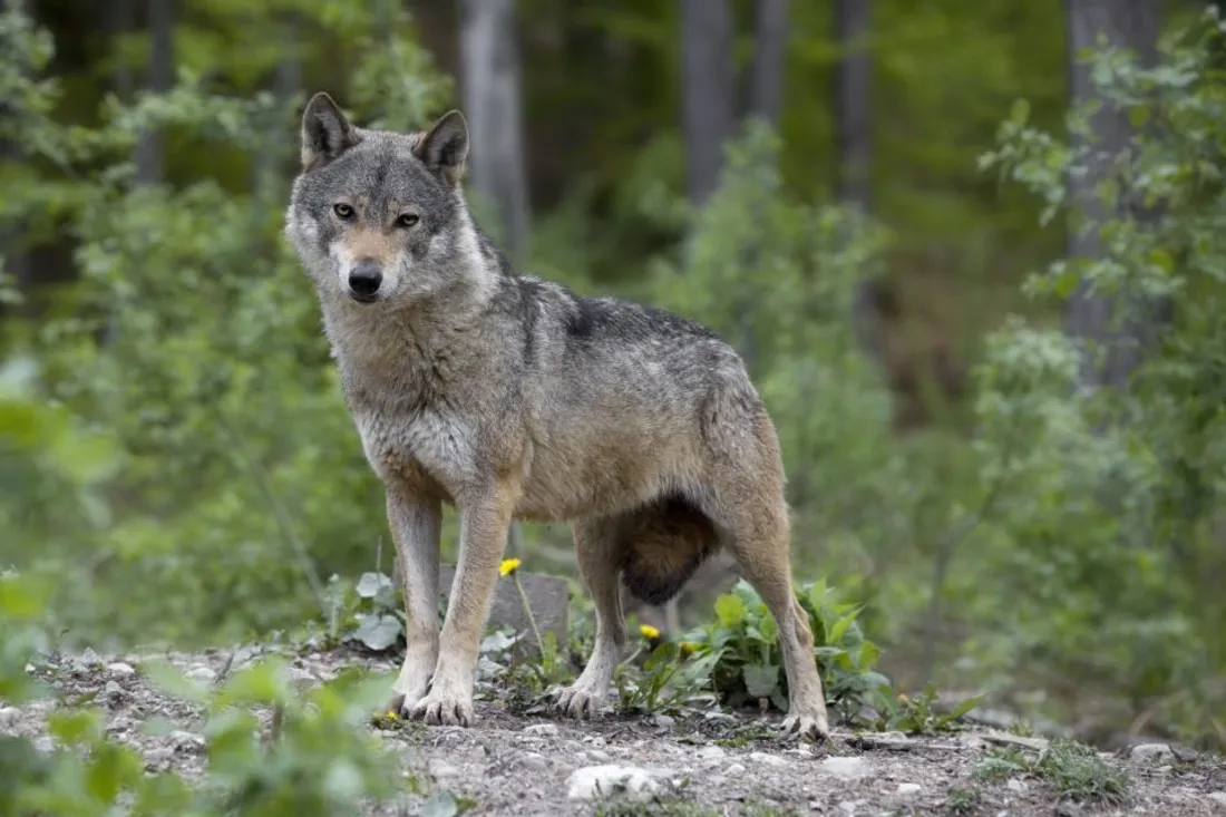 Recrudescence d'attaques de loup dans la Meuse : la préfecture réagit