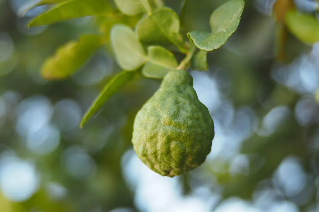 Fruit bergamote 
