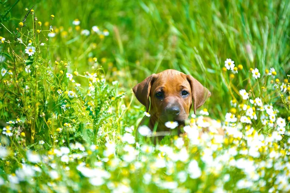 Les dangers du printemps pour les chiens