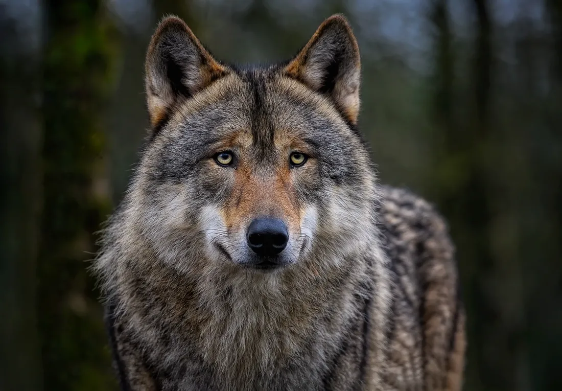 Un louveateau a été retrouvé mort la semaine dernière en Haute-Marne