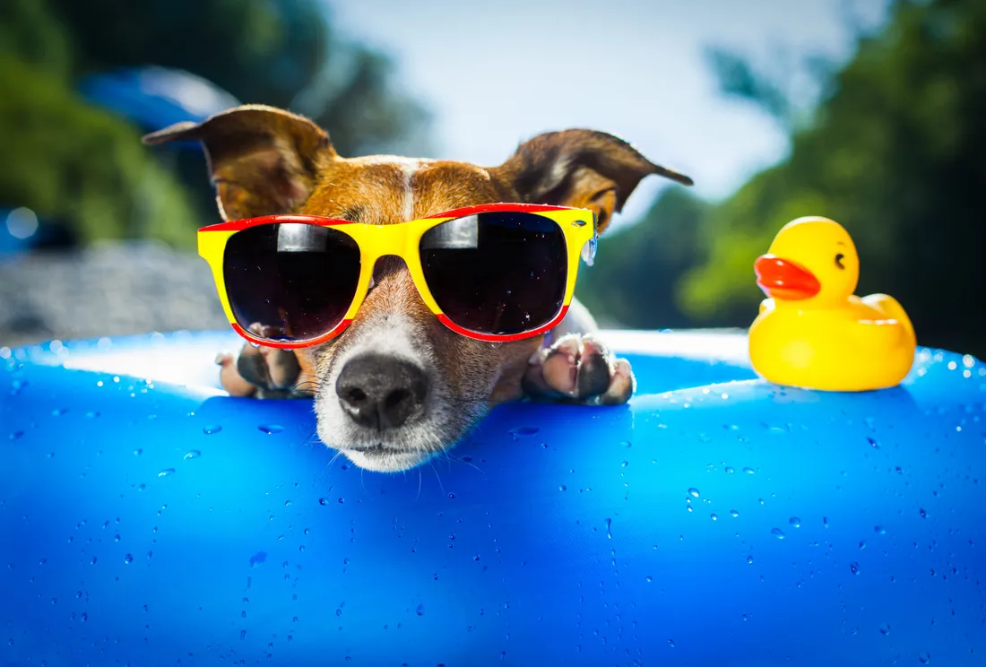 Les bons conseils pour protéger vos animaux de la chaleur