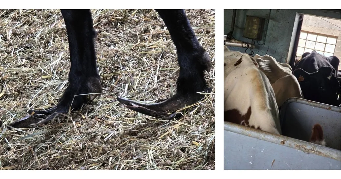 Plus de 130 animaux retirés d'une exploitation de Meurthe-et-Moselle