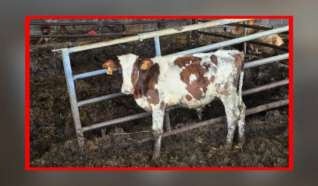 Plus de 130 animaux retirés d'une exploitation de Meurthe-et-Moselle